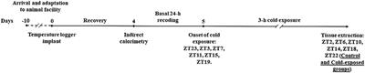 Time-of-Day Effects on Metabolic and Clock-Related Adjustments to Cold